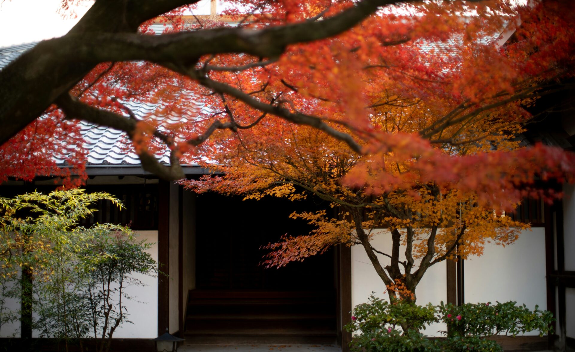 嵐山 紅葉 2024 見頃