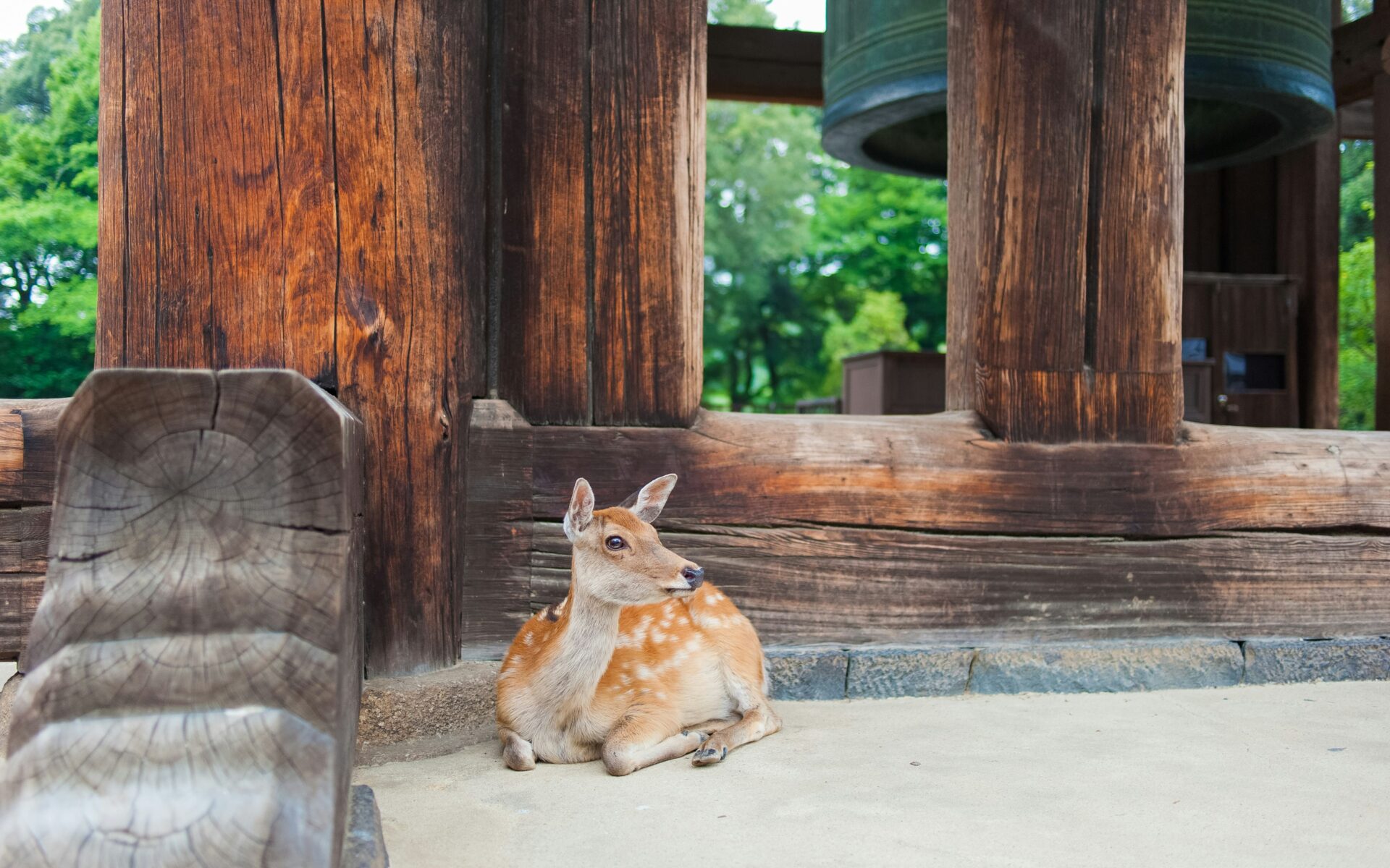 心を癒す一人旅 奈良 日帰り