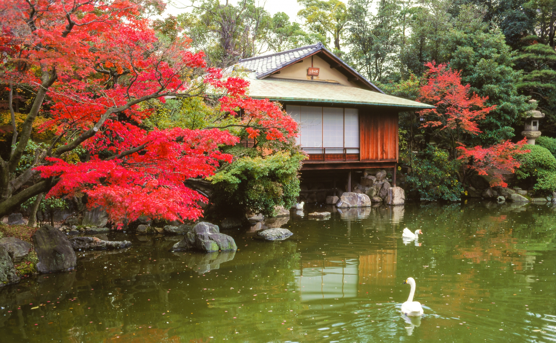 相楽園 紅葉 2024