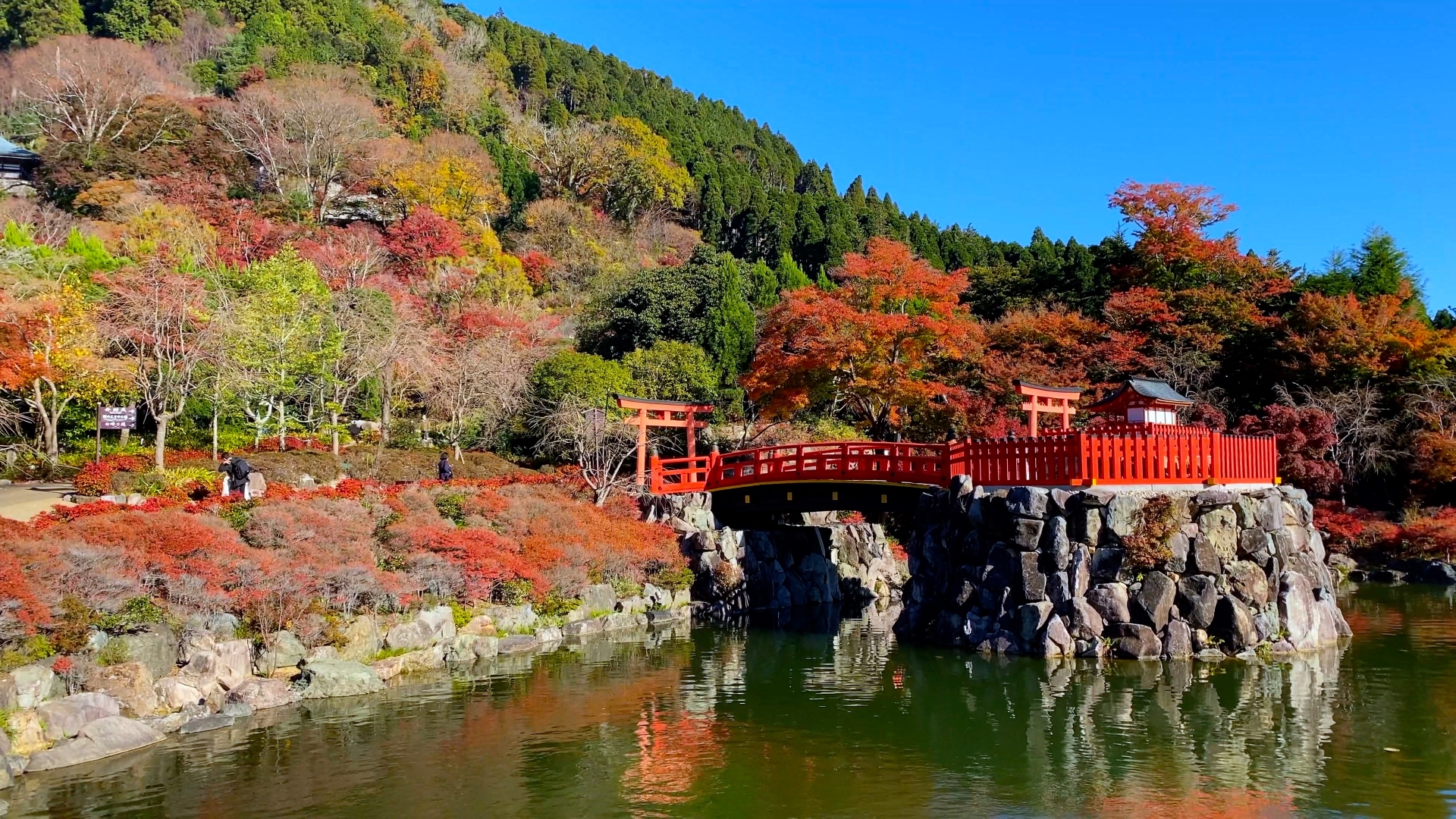 勝尾寺 紅葉 2024 見頃