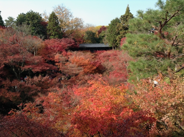 東福寺 紅葉 見頃 2024