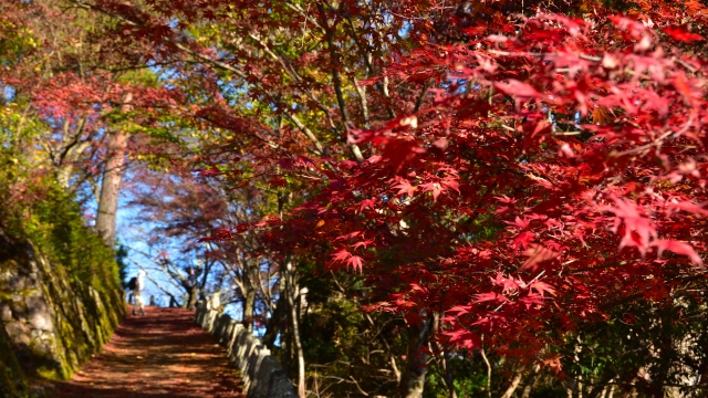 吉野山 紅葉 ライトアップ