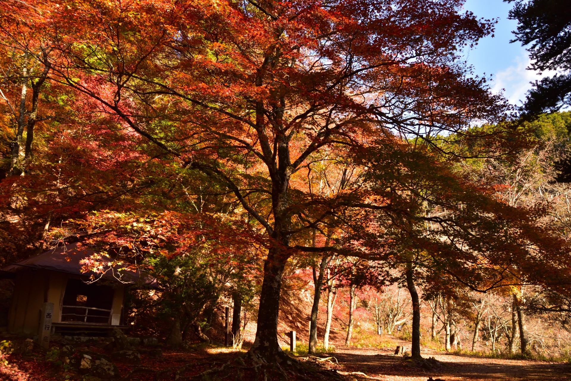 関西 紅葉 2024 見頃