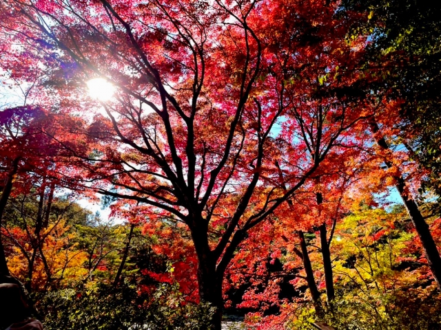 相楽園 紅葉 ライトアップ