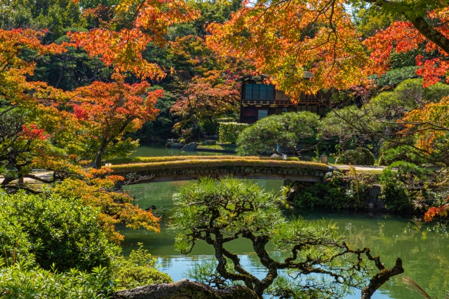 相楽園 紅葉 2024 見頃