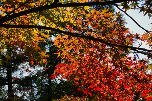 吉野山 上千本 紅葉 2024 見頃