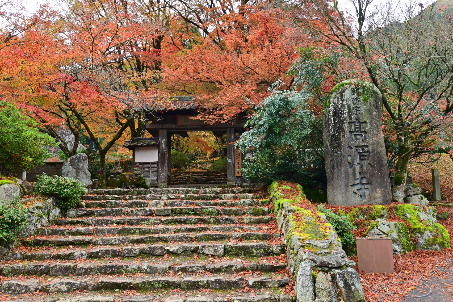 高源寺 紅葉 2024 見頃