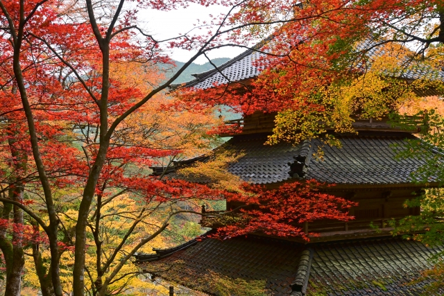 高源寺 紅葉祭り 2024