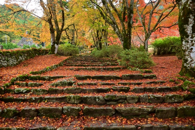 高源寺 紅葉 2024