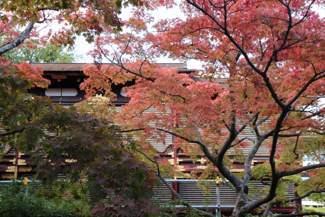 相楽園 紅葉 2024 見頃