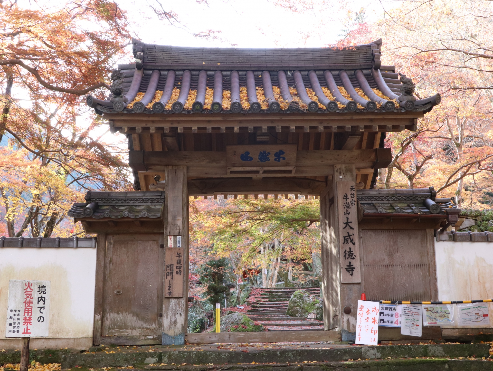 大威徳寺 紅葉 2024 見頃