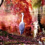 東福寺 紅葉 2024 見頃