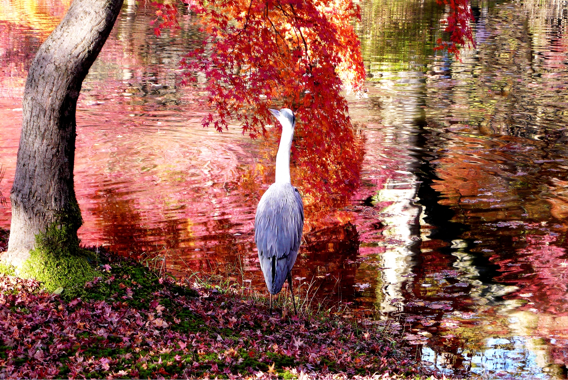 東福寺 紅葉 2024 見頃