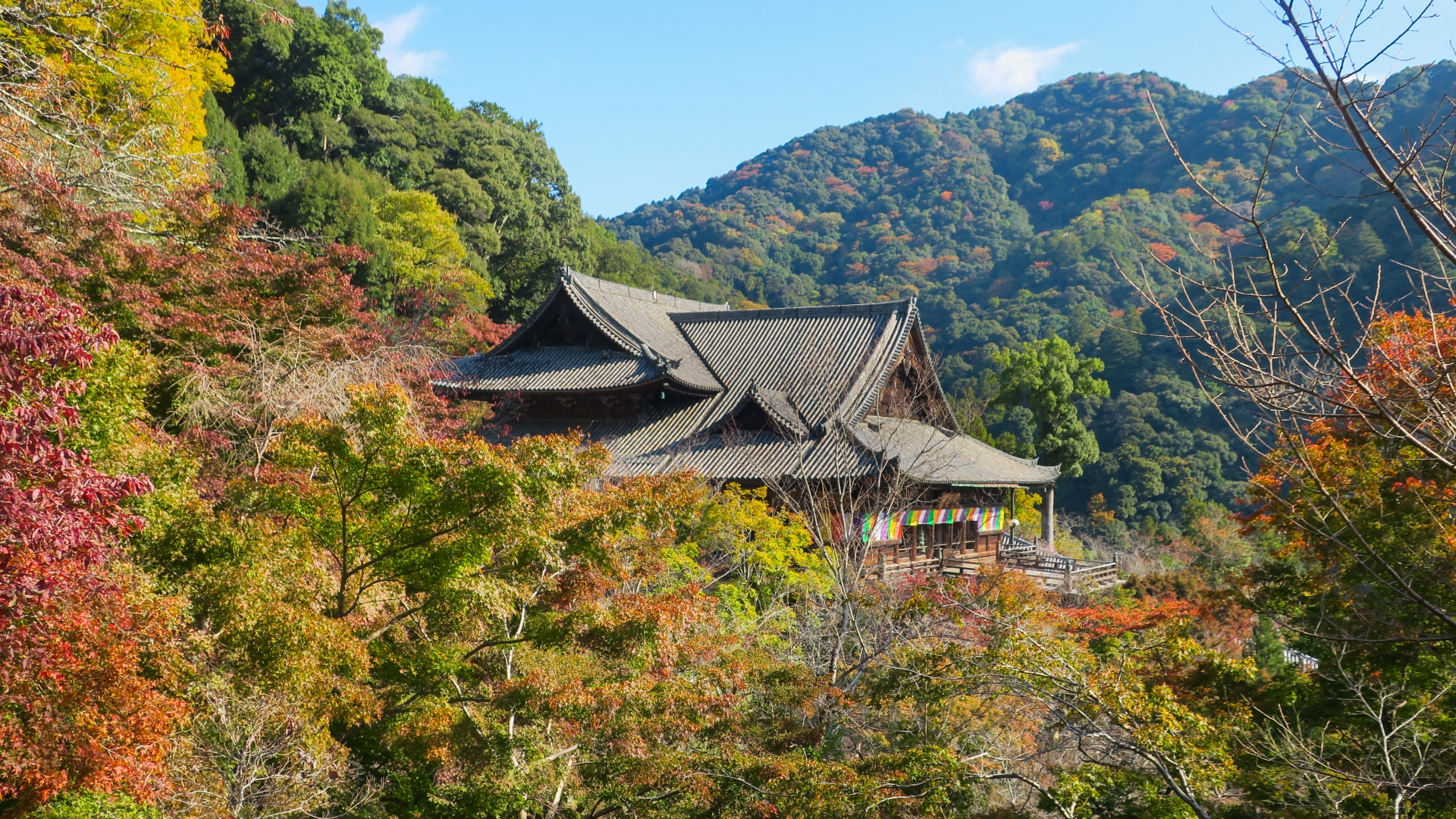 長谷寺 紅葉 2024