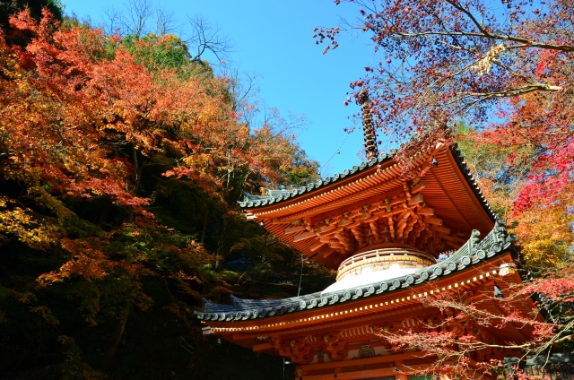 牛滝山 大威徳寺 紅葉2024 見頃