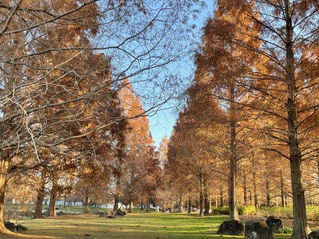 メタセコイア並木 紅葉 見頃 穴場