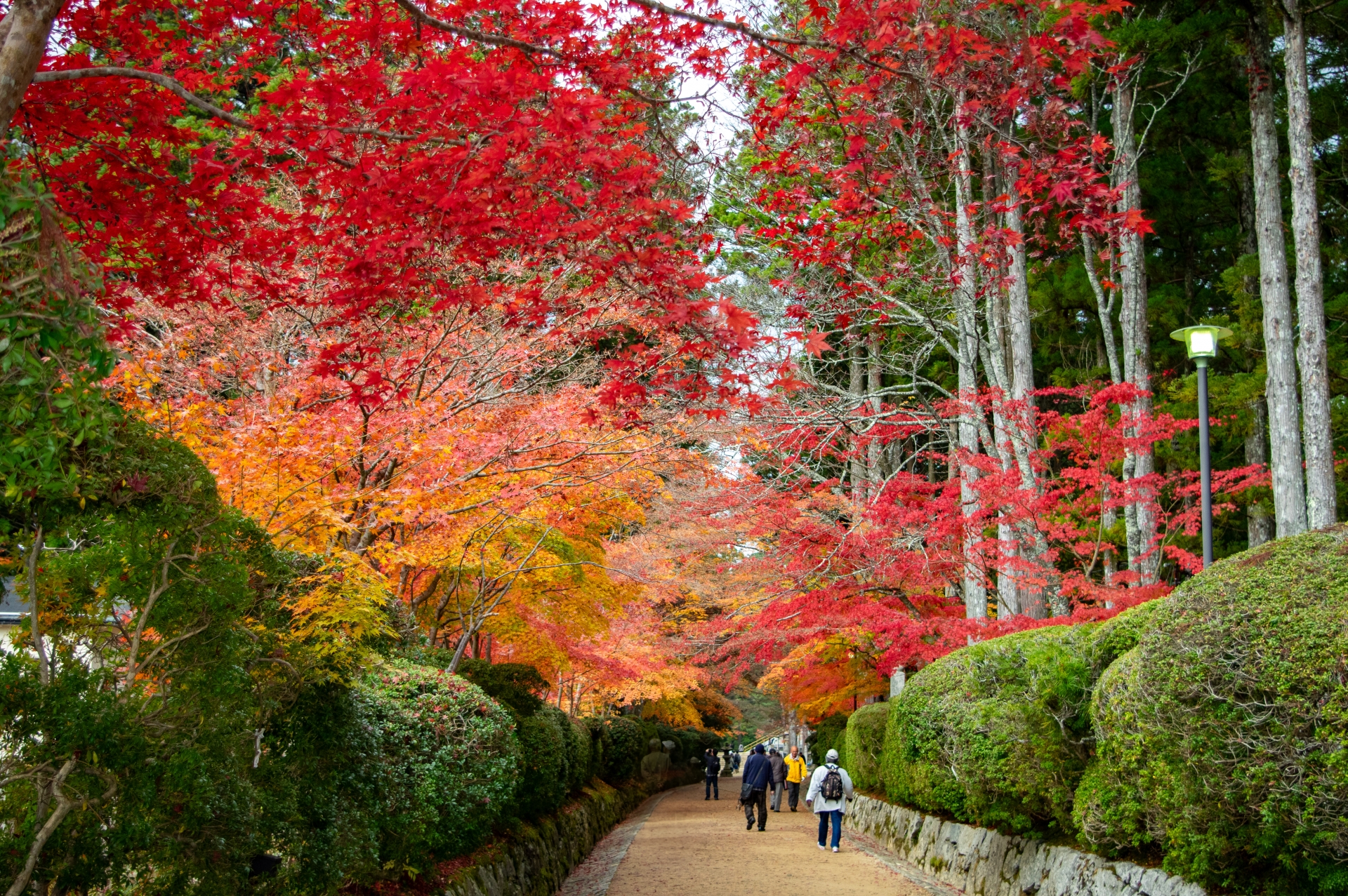 高野山 紅葉 2024