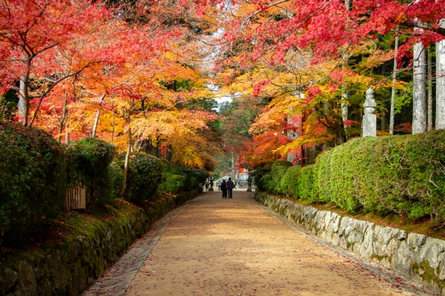 高野山 紅葉 2024 見頃