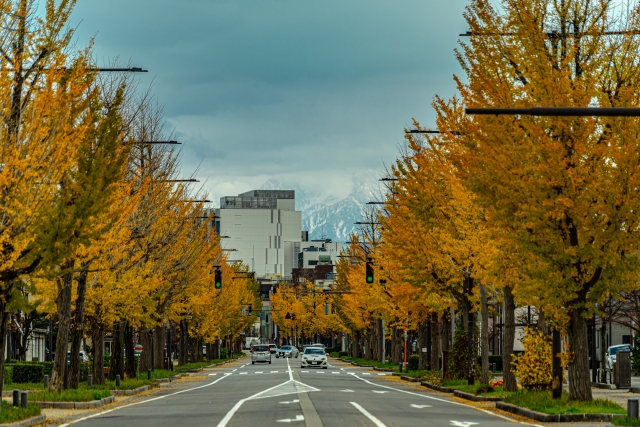 メタセコイア並木 紅葉 見頃