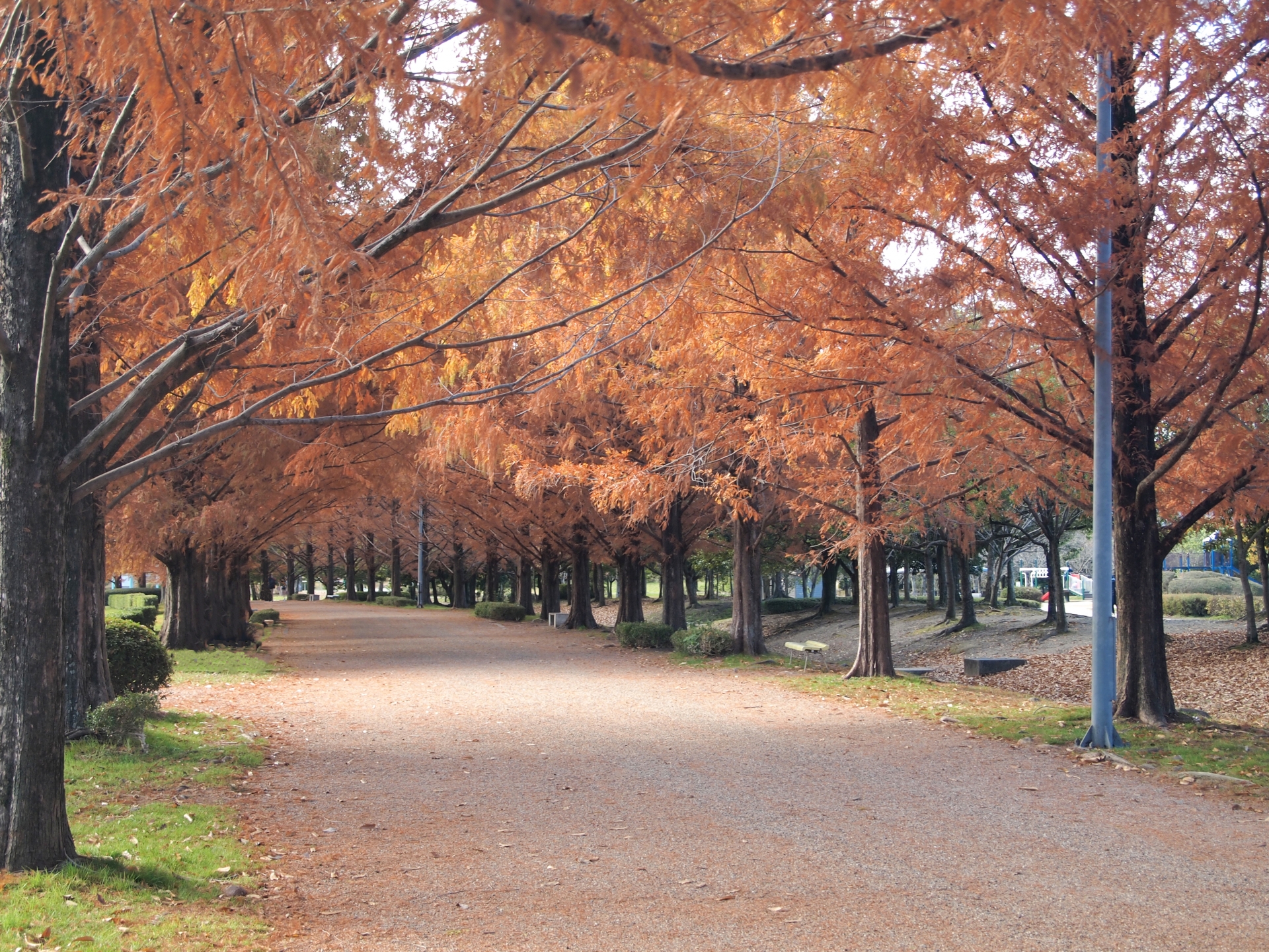 メタセコイア並木 紅葉 見頃 2024